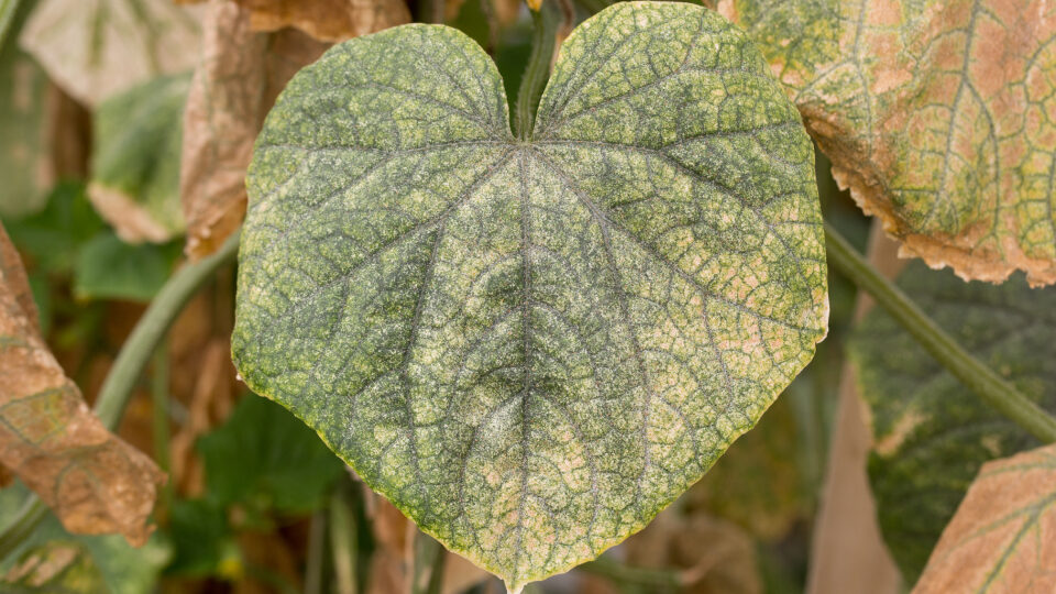 Фото: shutterstock.com