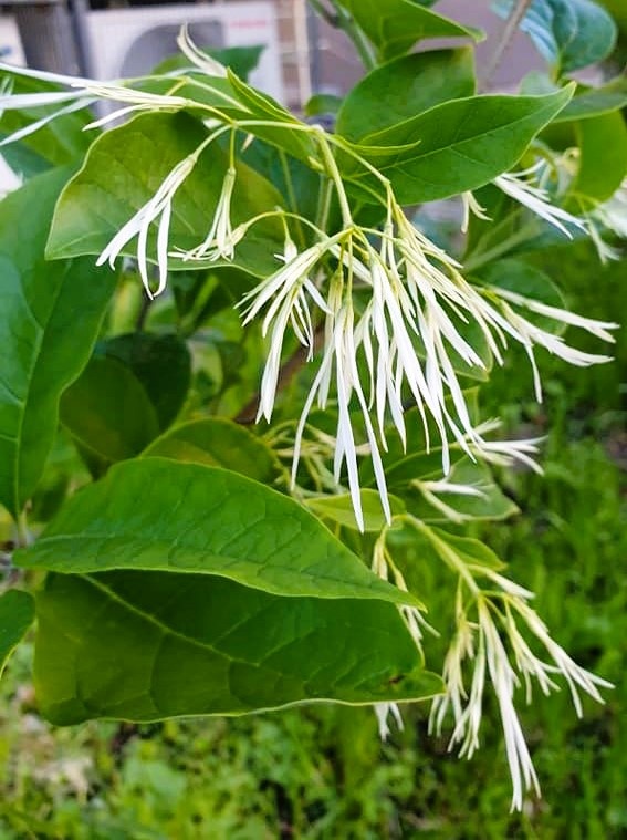Цветение Chionanthus virginicus в московском дворе.
