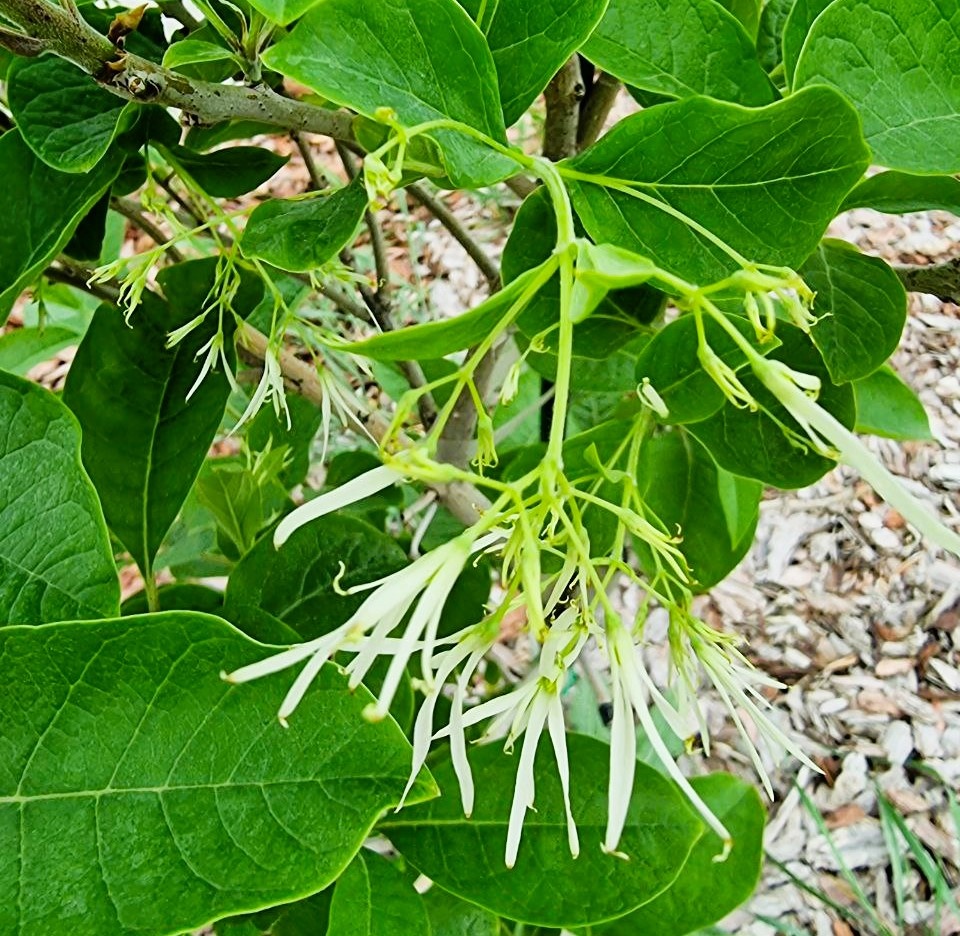 Снежноцвет виргинский в моем саду, Анапа. На фото он уже почти отцветает.