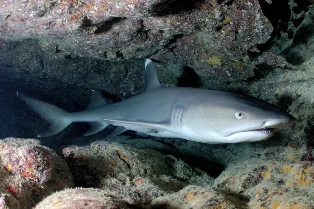    Что за белоперая акула и опасна ли она для человека?