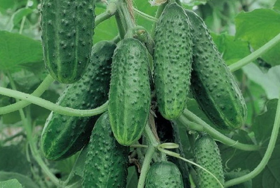 Отличные огурчики