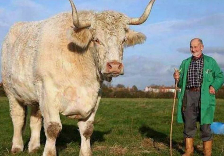 Бычок))