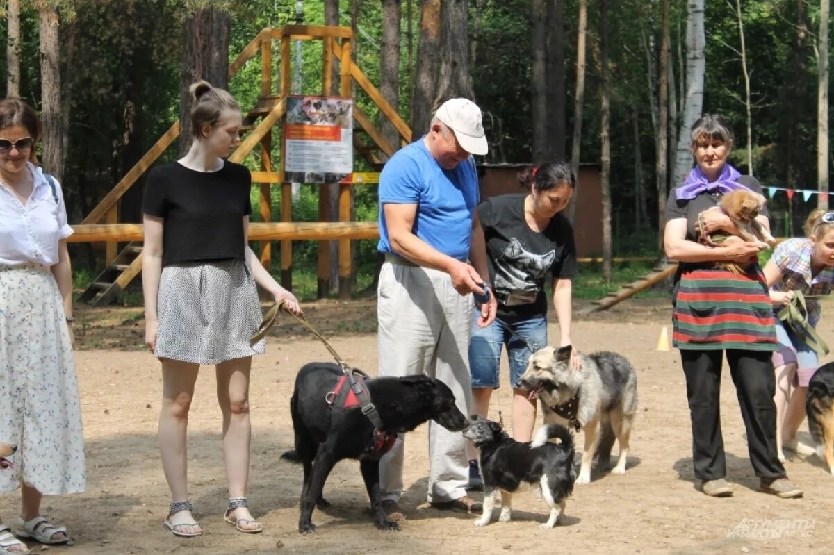    Томичи смогут брать питомцев в кафе и магазины