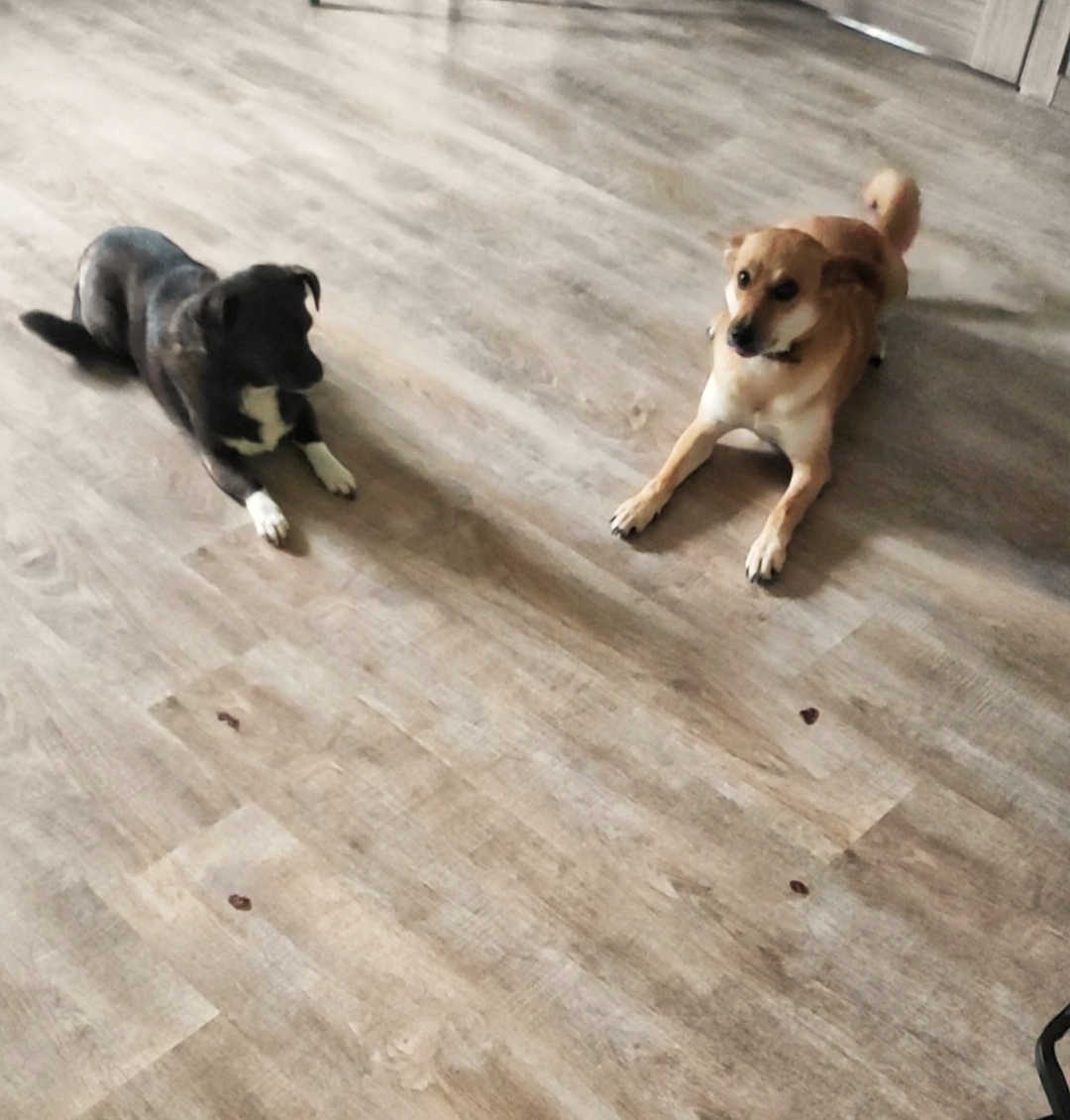 Со своими собаками я занимаюсь в течение дня, у меня нет практики специально выделять время под занятия. 