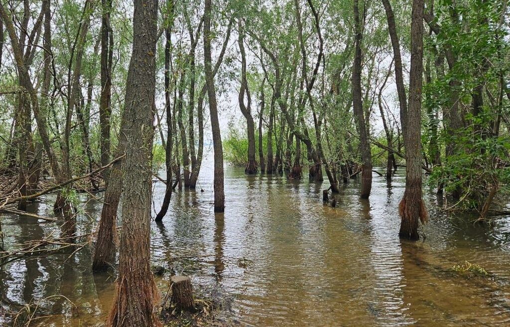    Специалисты не нашли мертвую рыбу на Черновском водохранилище в Илекском районе