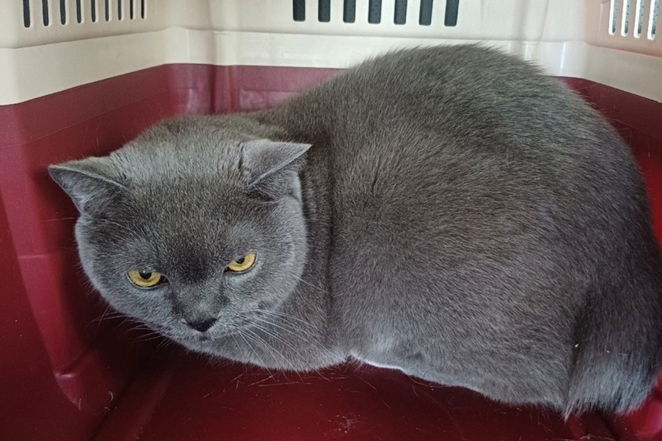    Фото: приют «Золотое сердце»