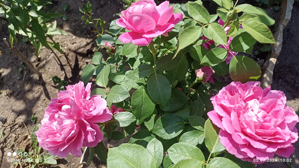 Моя первая роза. Фото автора.