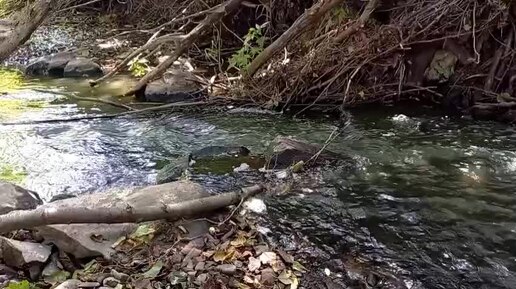 ЖУРЧАНИЕ ВОДЫ. ПЕНИЕ СОЛОВЬЯ. ЗВУКИ ДЛЯ ОТДЫХА И СНА