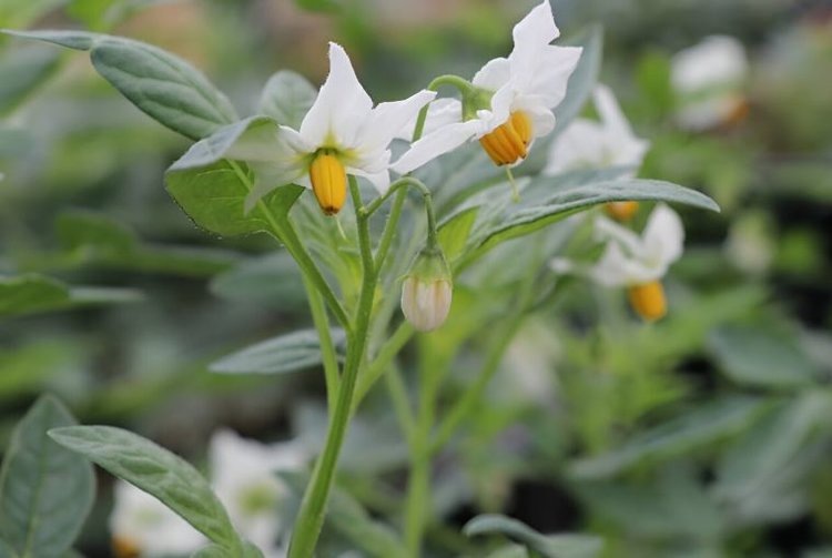    Морозостойкий картофель хотят вывести в США на основе пасленовых клубней древних индейцев