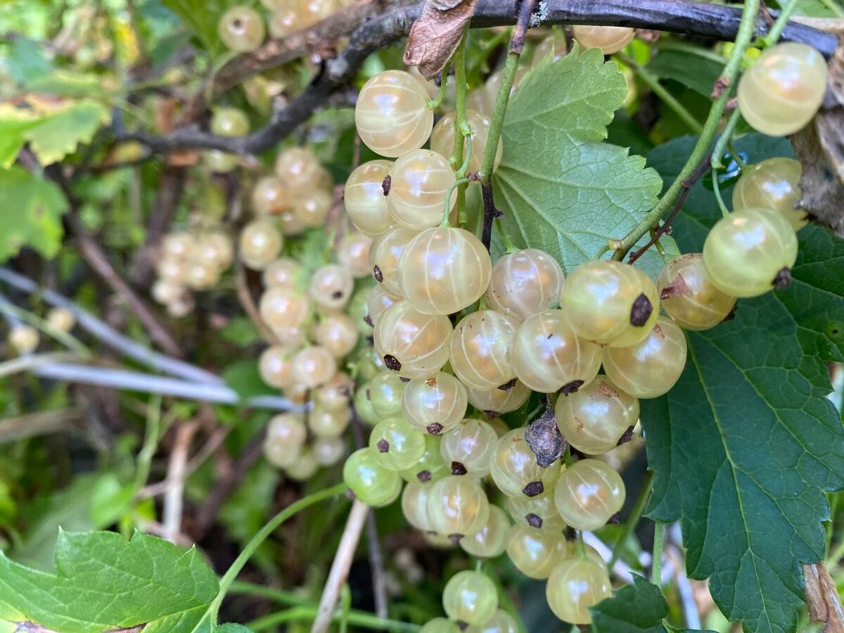 Мы ежегодно довольны урожаем смородины, потому как закрываем все ее потребности