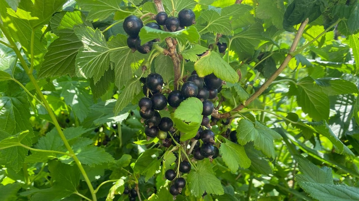 Старые ветки не навредят кусту, они активно участвуют в фотосинтезе