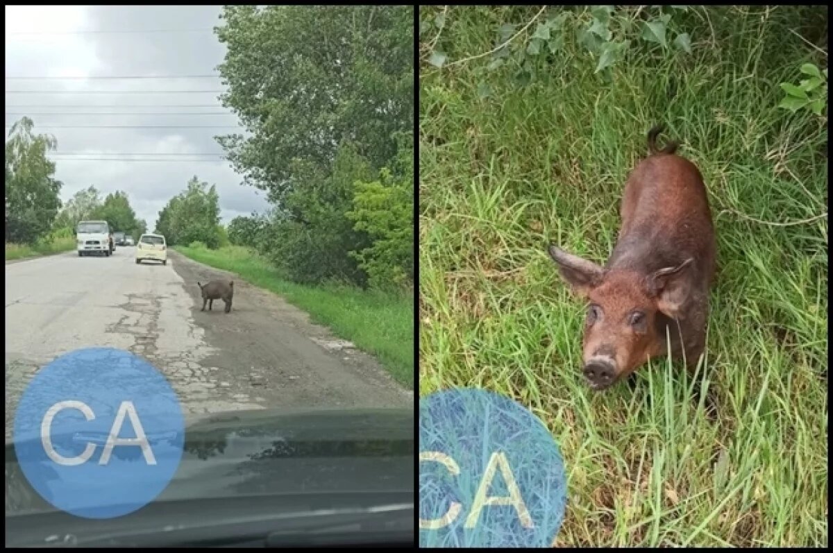    Поросёнка завязали в пакет и выкинули в районе Академгородка в Новосибирске