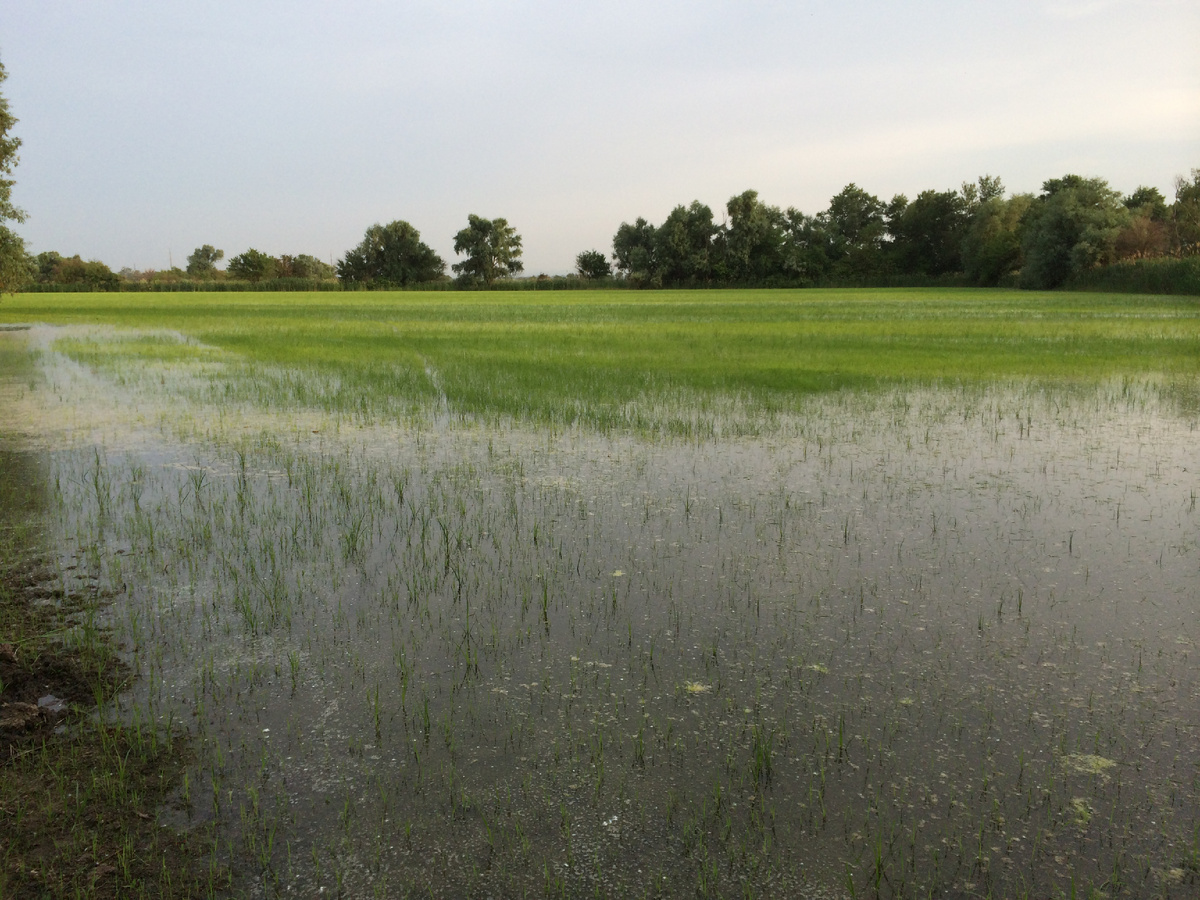 Рисовые чеки в Краснодарском крае. В этом регионе выраживают 100% российского риса. фото автора