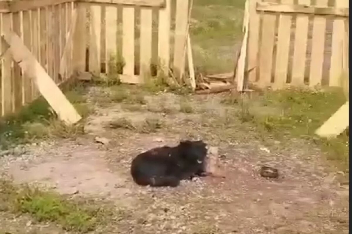    Убрали улику?