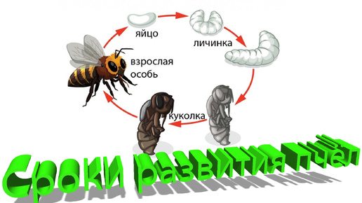 Профессор Кашковский: Сроки развития пчелы, матки, трутня