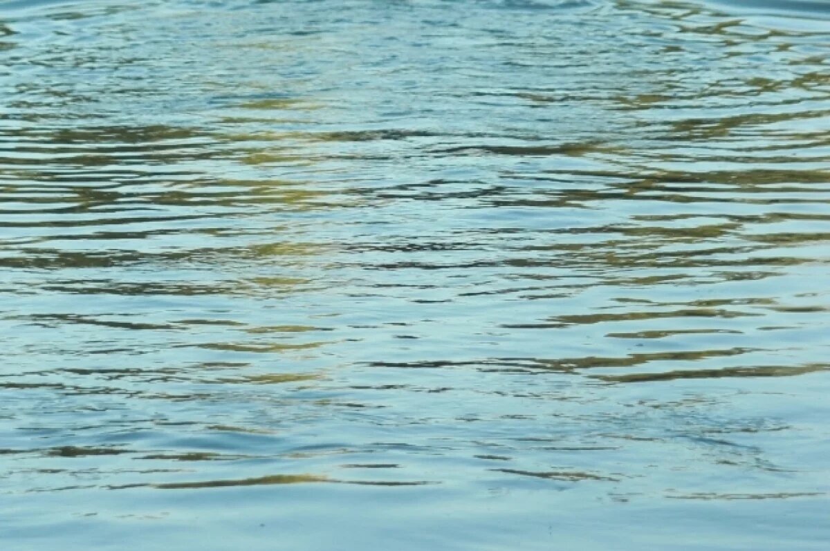    Непонятное существо нашли в Воронежском водохранилище во время расчистки