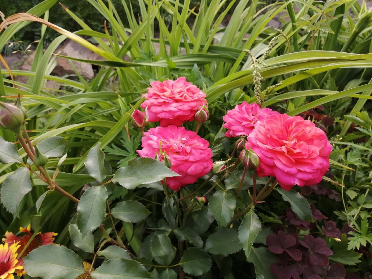 Роза флорибунда, сорт Midsummer