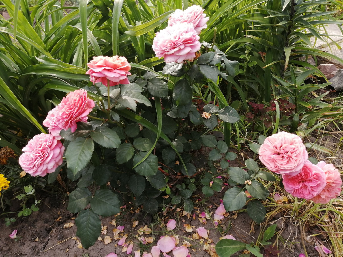 Чайно-гибридная роза, сорт Mary Ann