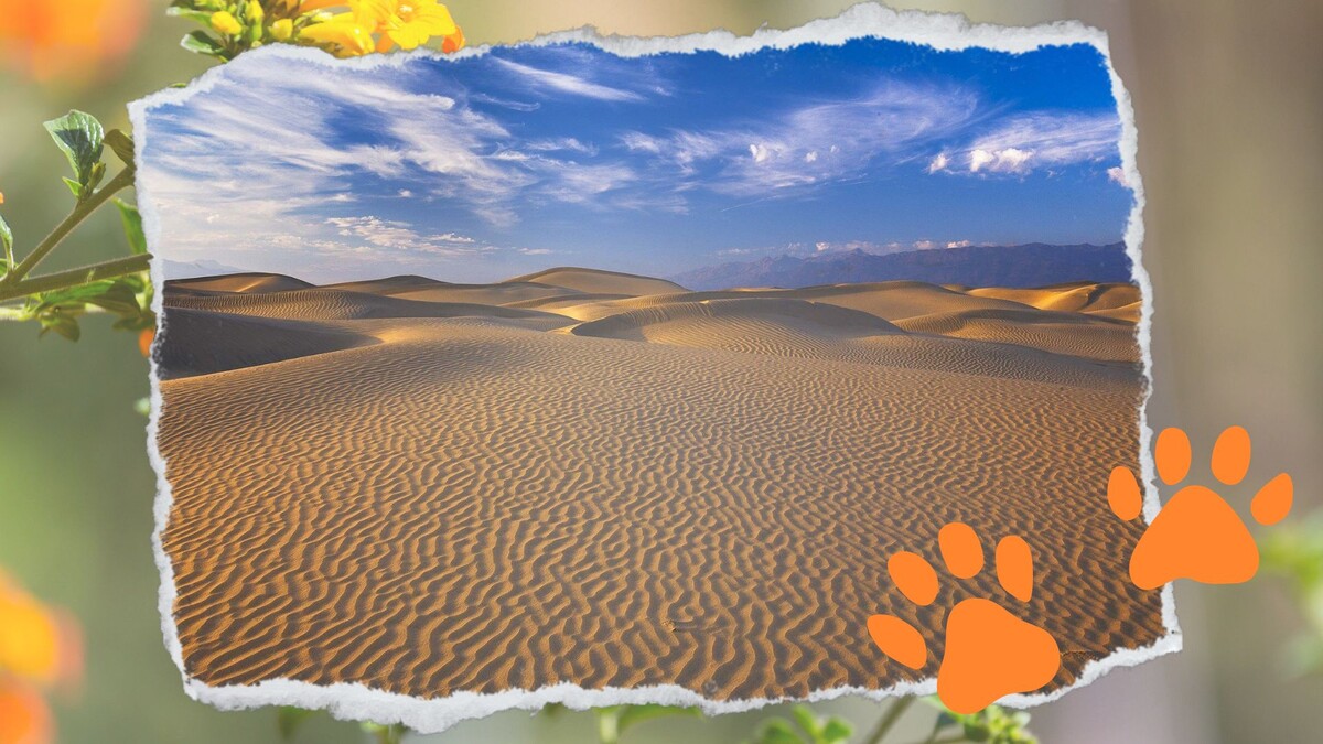 Пустыни скрывают тайны