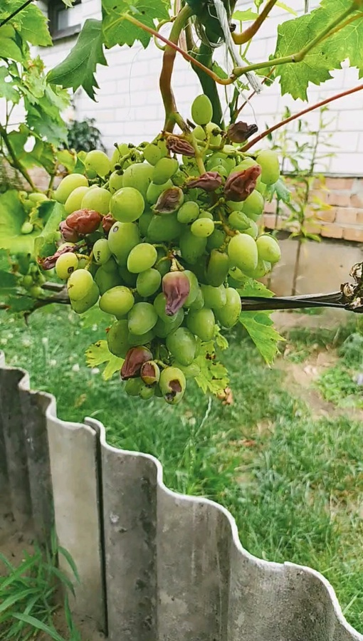 Солнечный ожог у Бажены