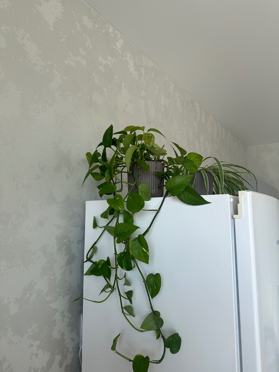 Сциндапсус на своем месте