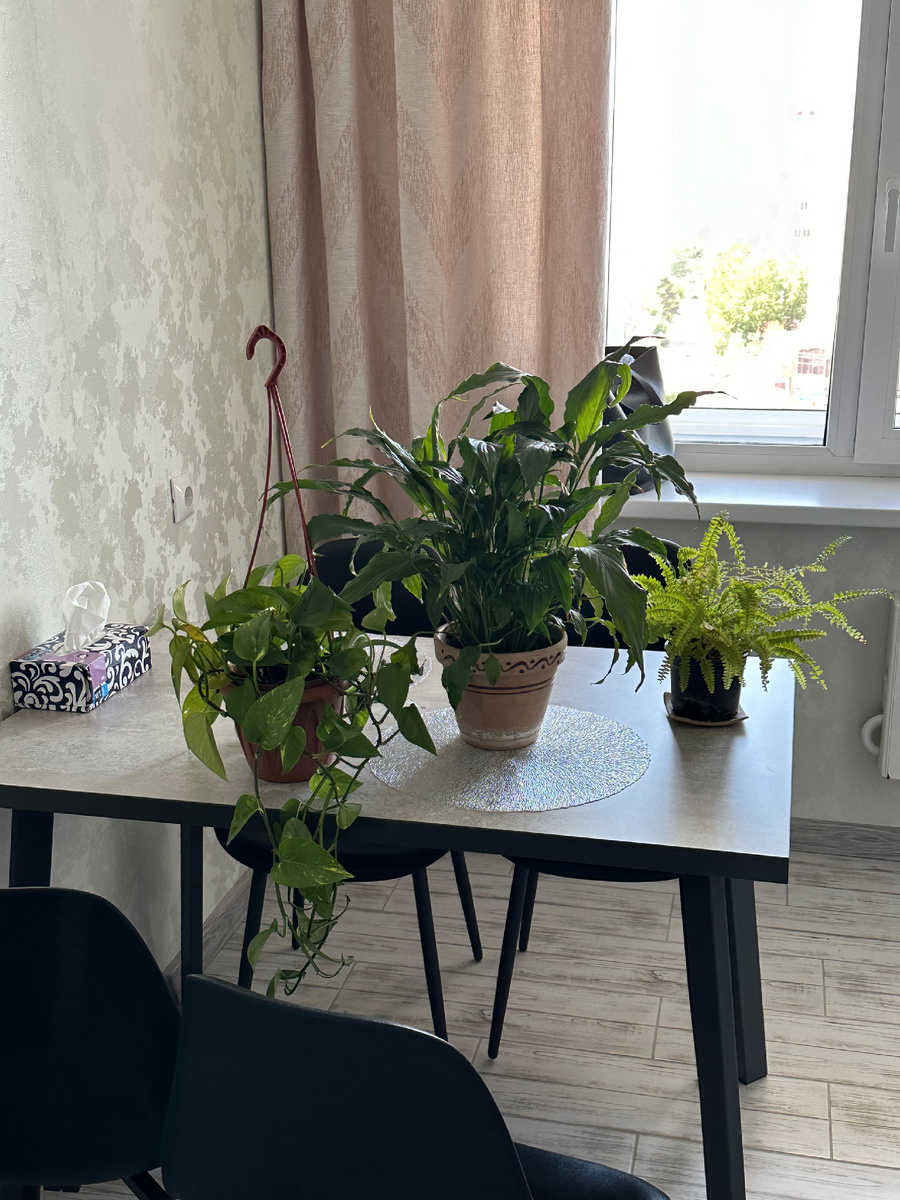 Спатифиллум, Папортоник Нефролепис, Сциндапсус только после покупки на Авито