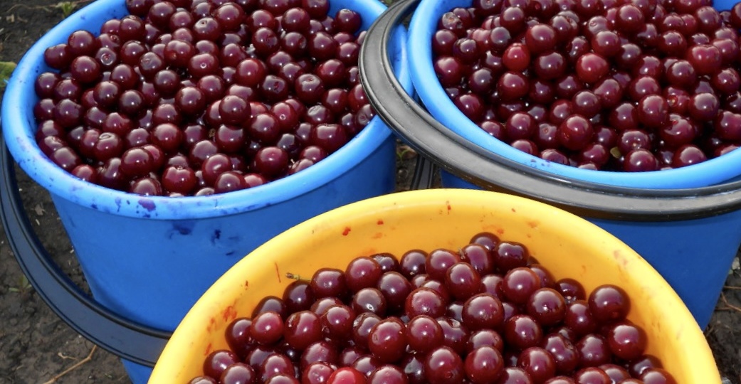 7 повадок повышали мочевую кислоту, пока не устранила. Ем правильные продукты и мои суставы здоровы