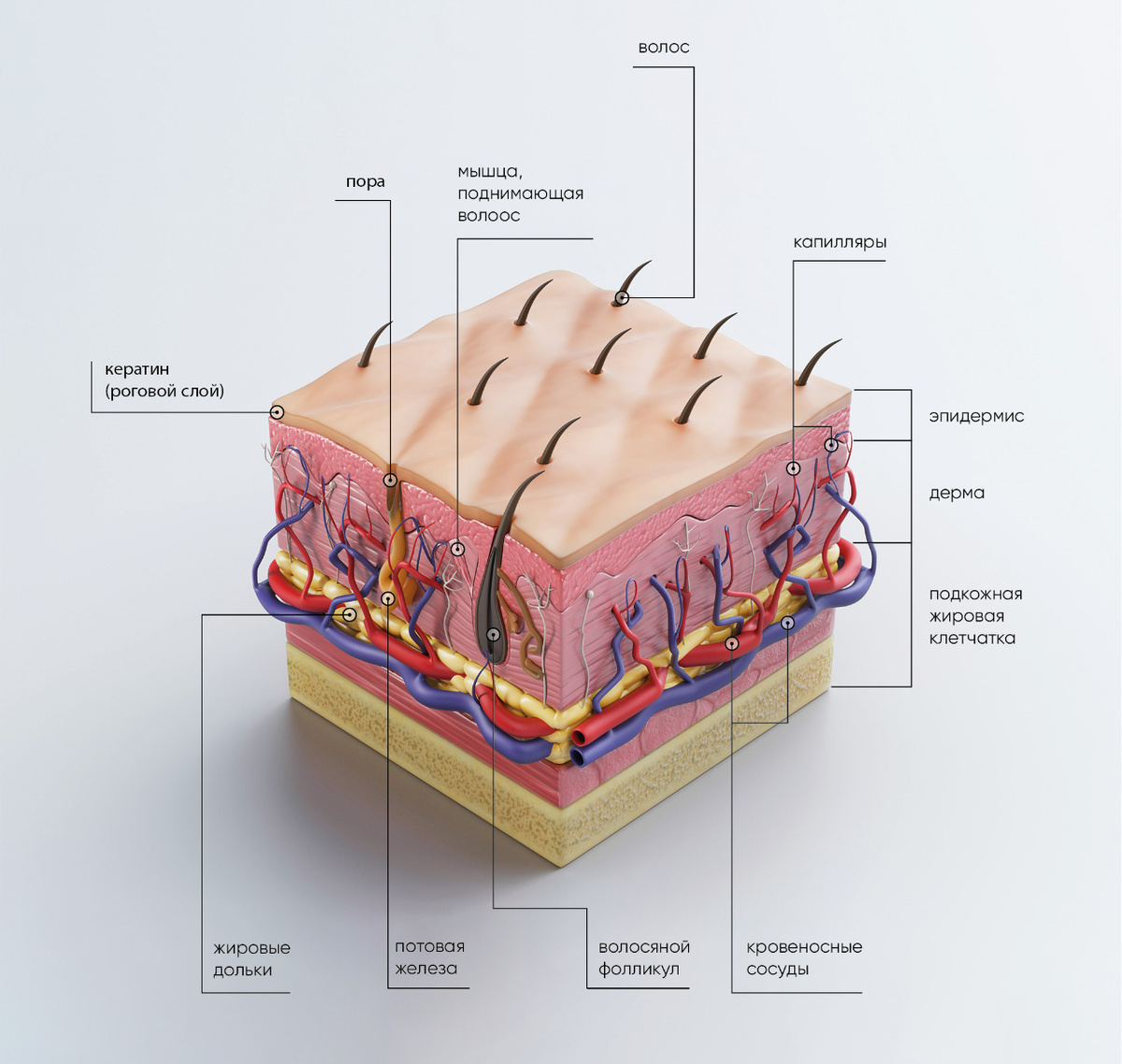 Строение кожи