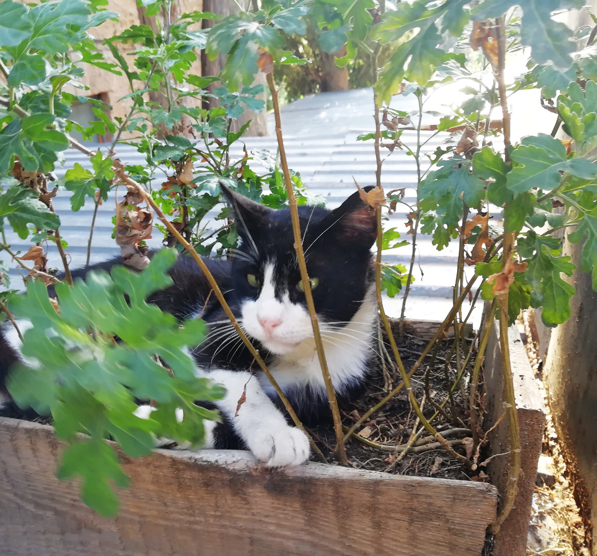 Кошка прячется от солнца. Посёлок Симеиз. Крым. Фото автора