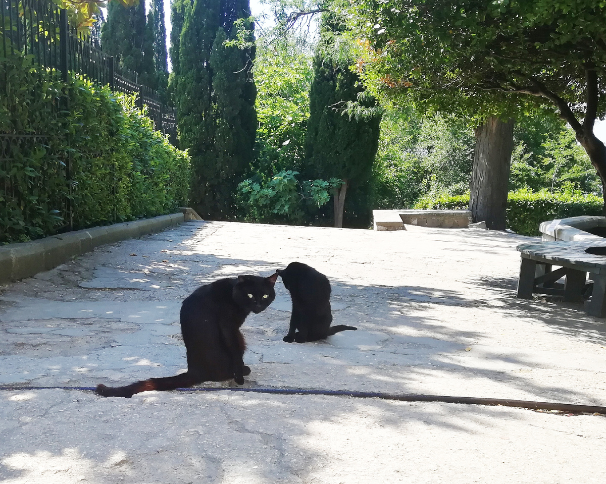 Кошки в парке графа Воронцова. Крым.  Фото автора