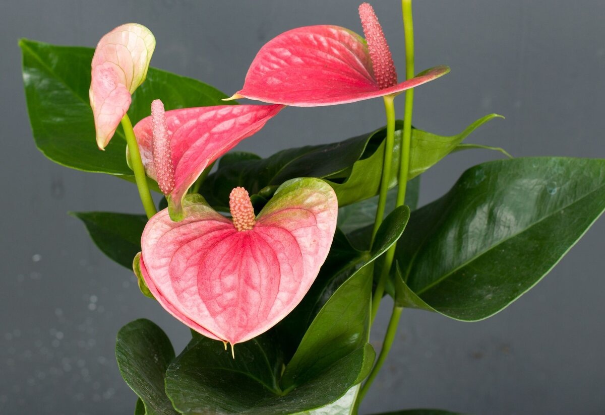 Антуриум Андрэ