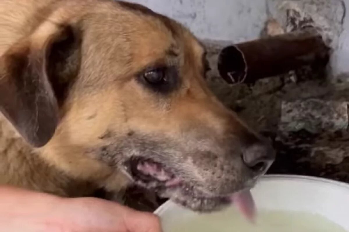    В Тверской области волонтёры спасали задыхающегося от теплового удара пса