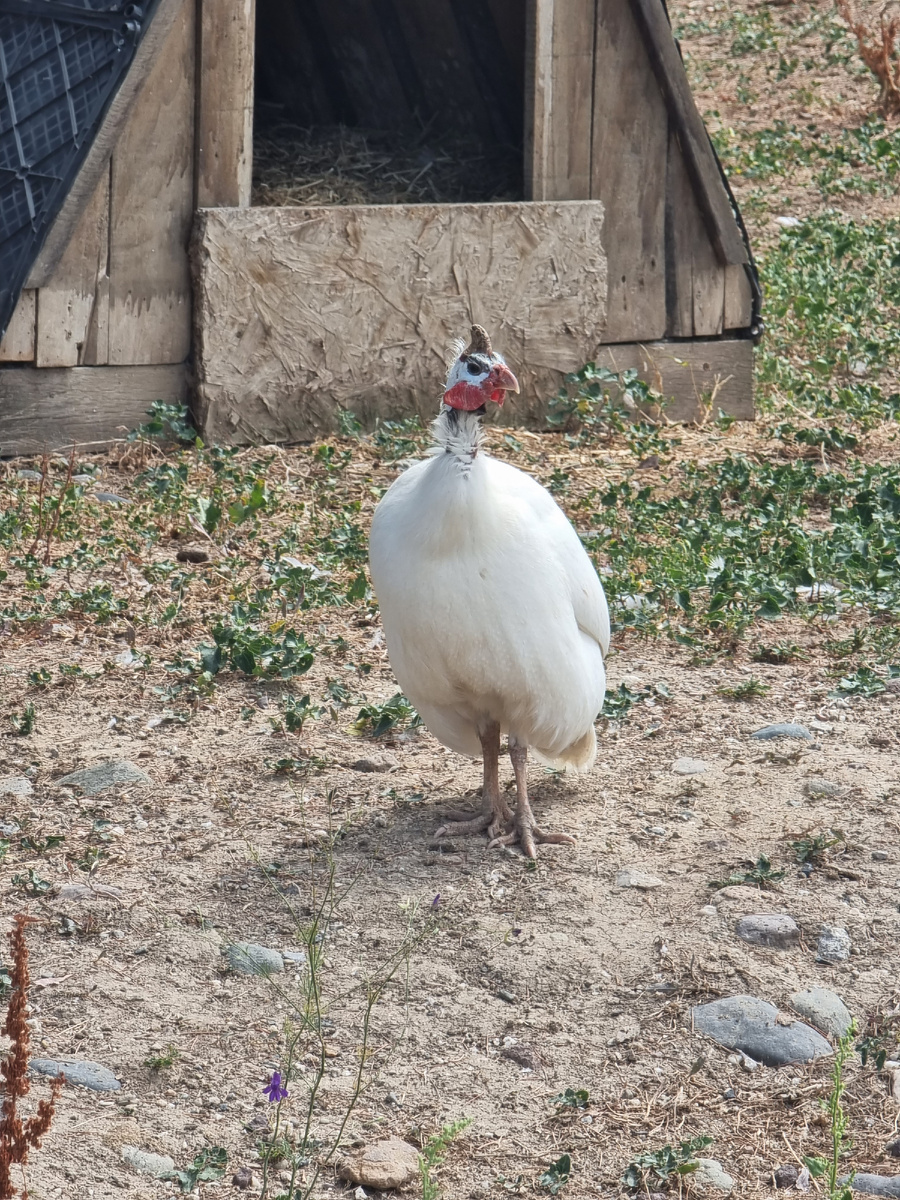 Это курица, и она очень громко кричит