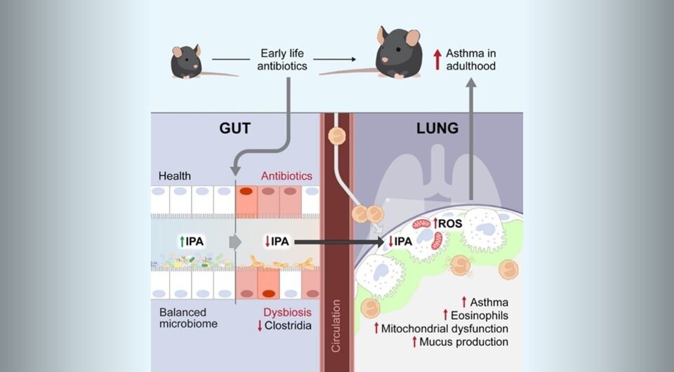   Olaf Perdijk et al. / Immunity, 2024