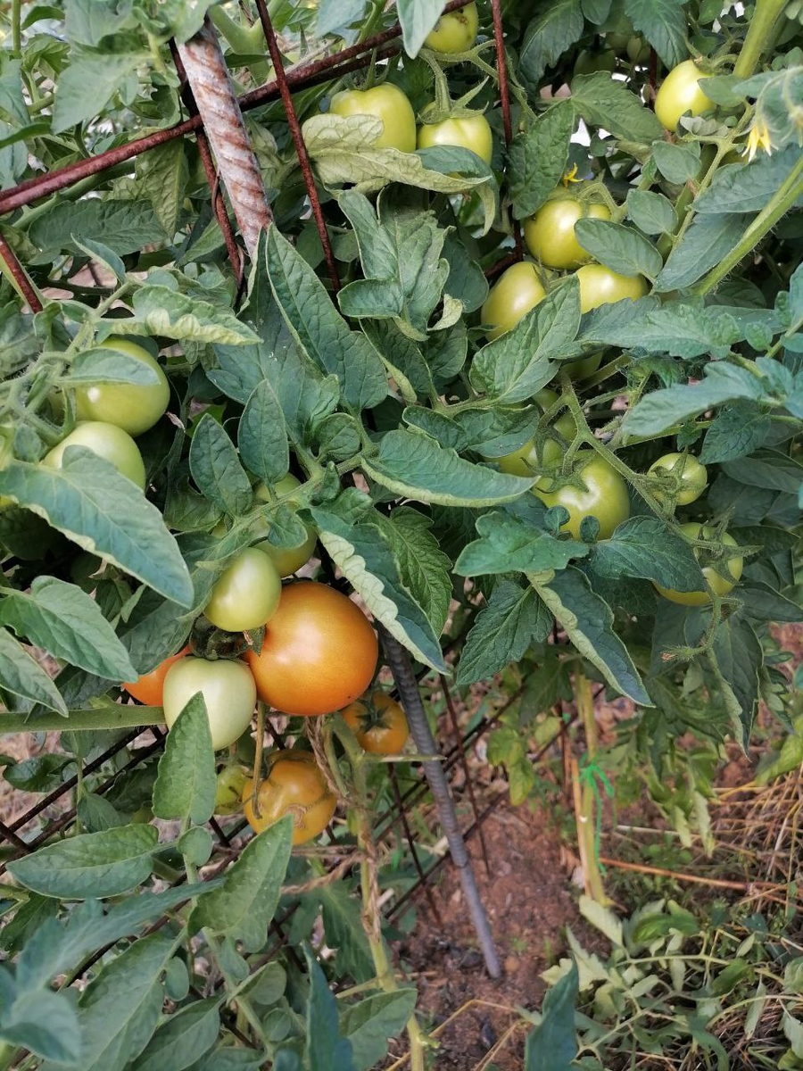 На соседнем кусте нет спеющих помидоров, удалила только самые нижние листья, вокруг кисти оставила, фото автора