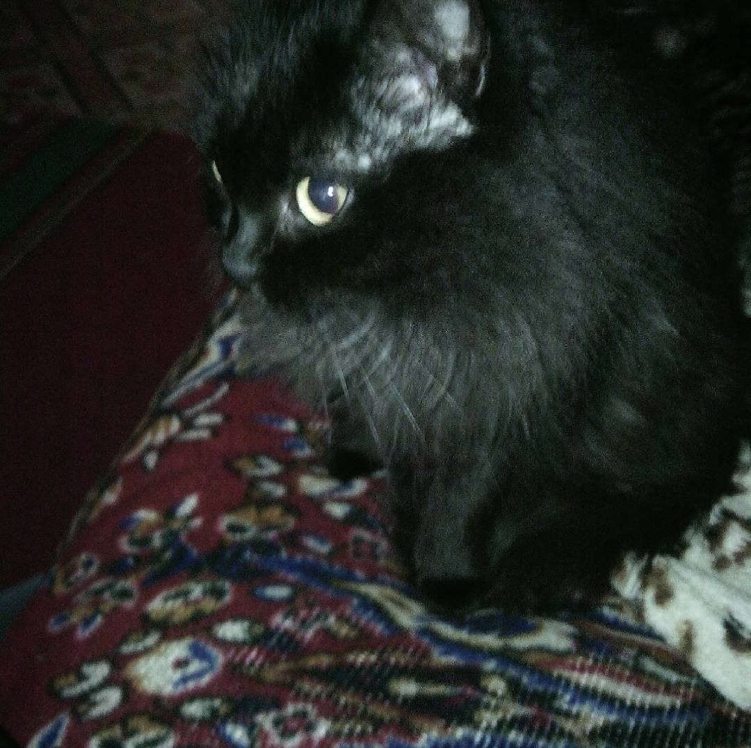 Моя кошка Муся, которая прожила с нами 8 лет. В те годы для деревенских кошек это был большой срок. Если бы не рак, забравший ее, она бы дожила и до моего совершеннолетия