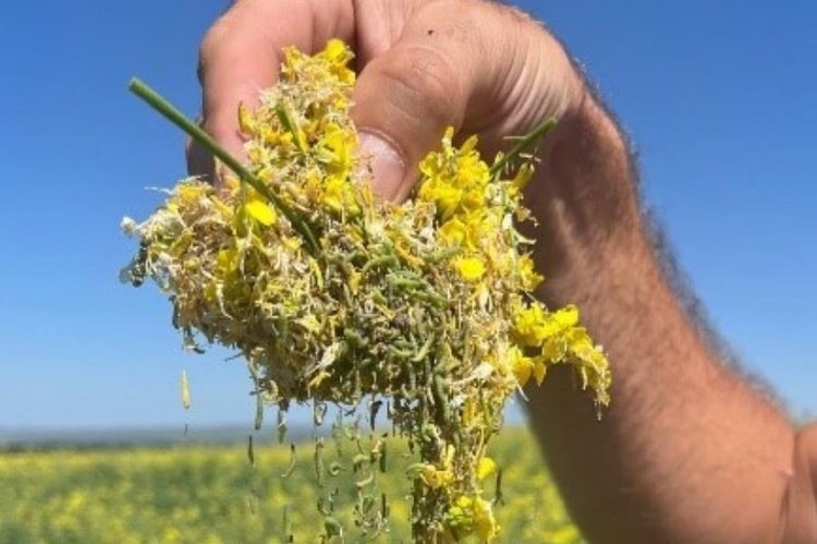    В Красноярском крае на яровом рапсе значительно усилилась вредоносность гусениц капустной моли