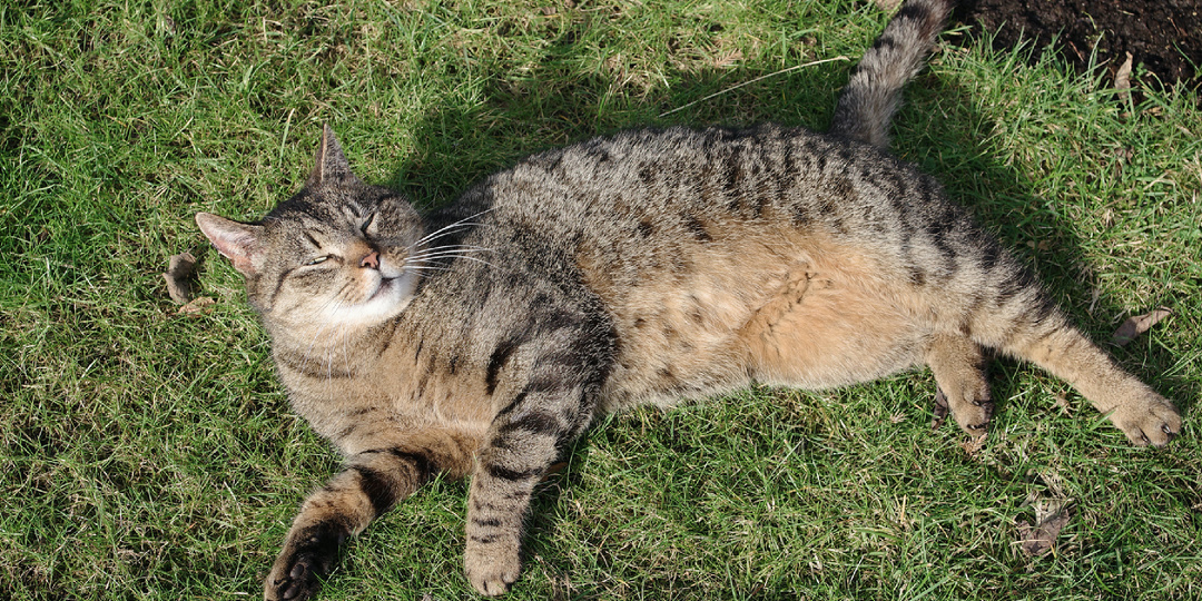 Кот спас летнее кафе от банкротства