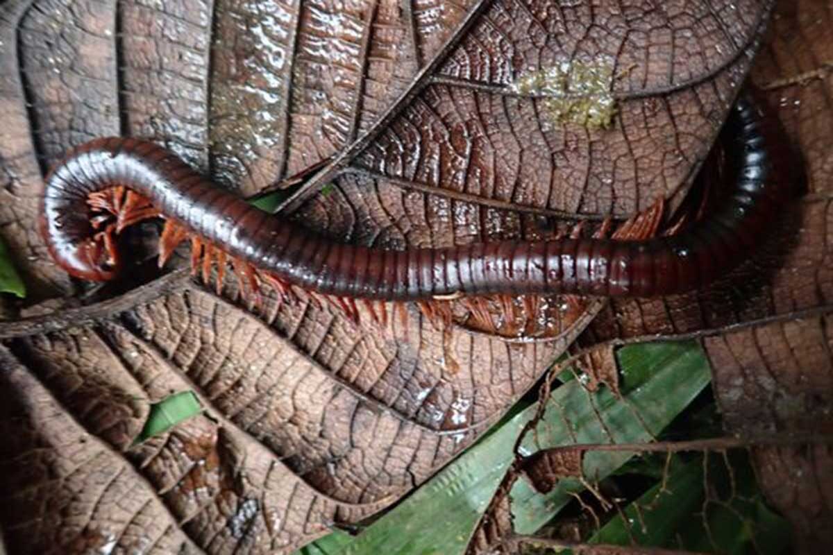 Дмитрий Тельнов / Globalwildlife📷Гигантская многоножка