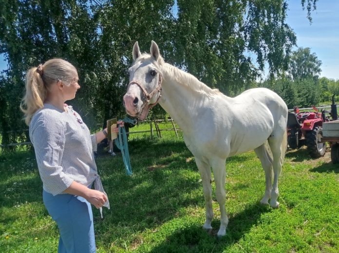 15-летний жеребец Соболь терской породы
