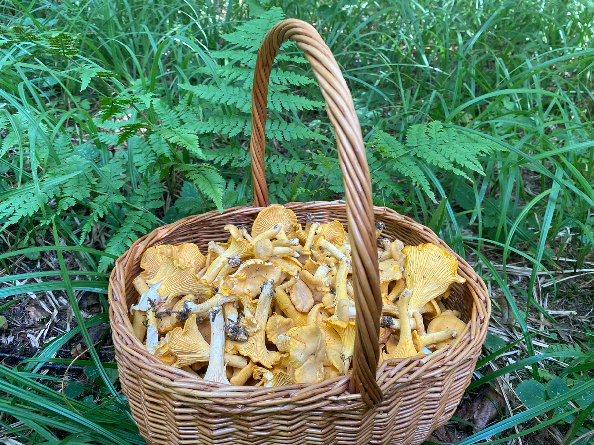 Целая корзинка лисичек явилась для нас призом за упорство в поиске грибов в жару... Фото автора