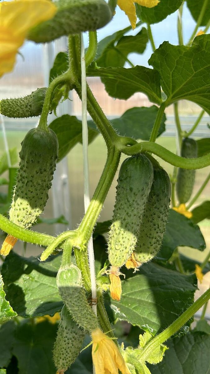 Огурец ЭКОЛЬ F1 от Семена Маркет