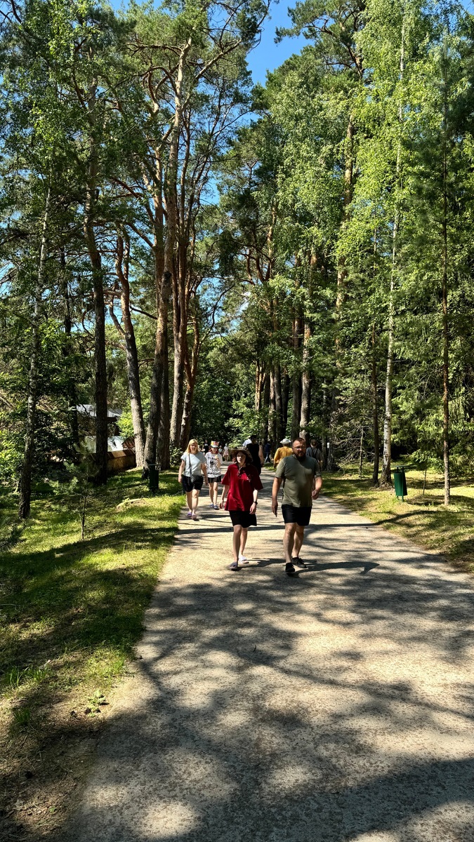 Сосновая аллея от главного входа