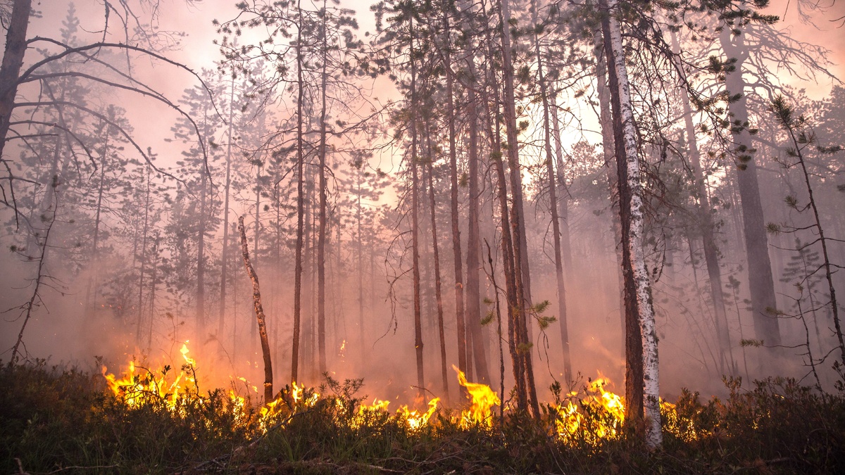    В Югре тушат 23 лесных пожара
