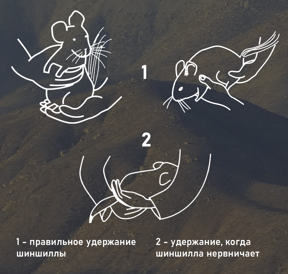 Как правильно держать шиншиллу