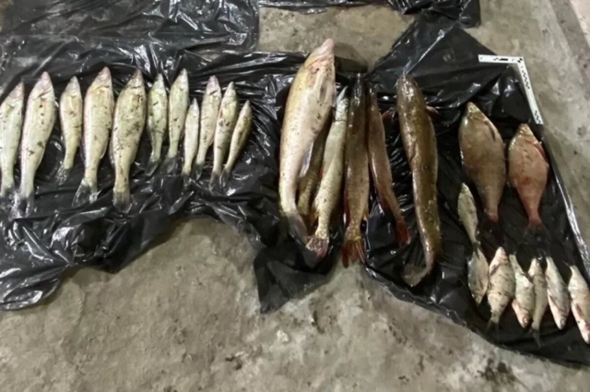    В Омске вынесли приговор браконьерам, поймавшим рыбу на 12 млн. рублей