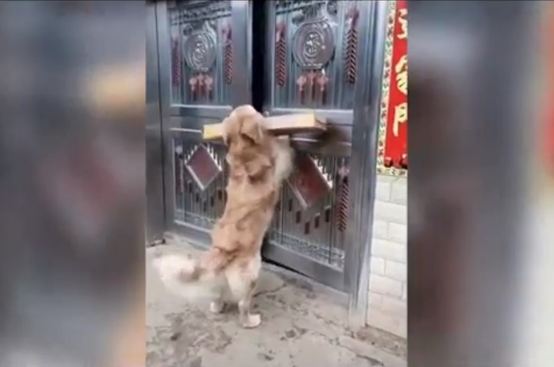 Интересный факт: Самый хозяйственный пёс