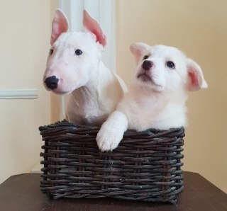 "Как отучить маленького щенка кусаться, кусать руки и хватать за ноги?"