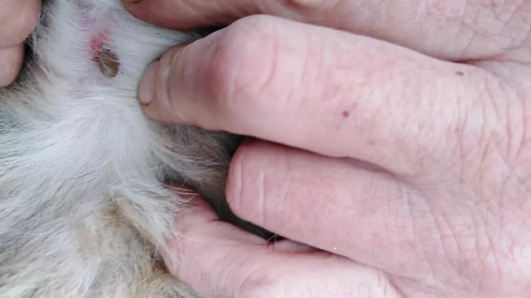     Источник: портал «Ветеринария и жизнь»