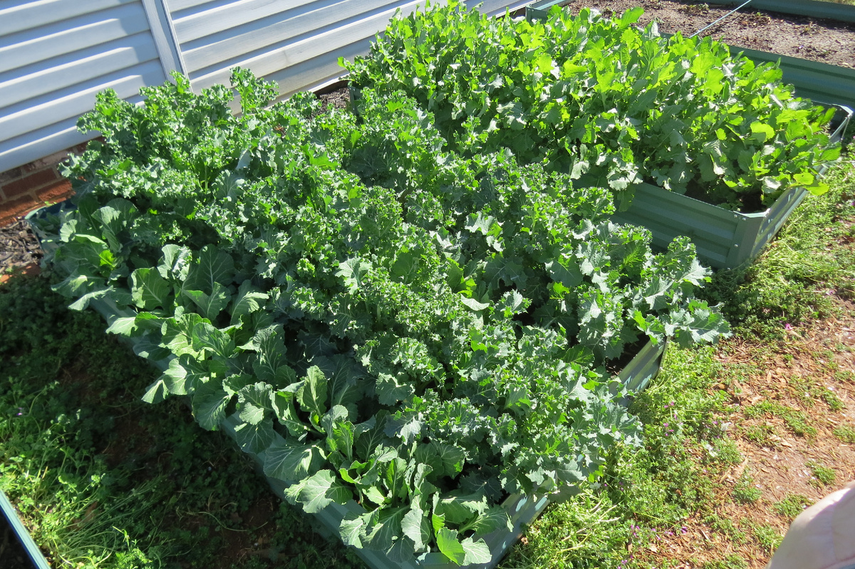 Наш огород три года назад. Фото автора 